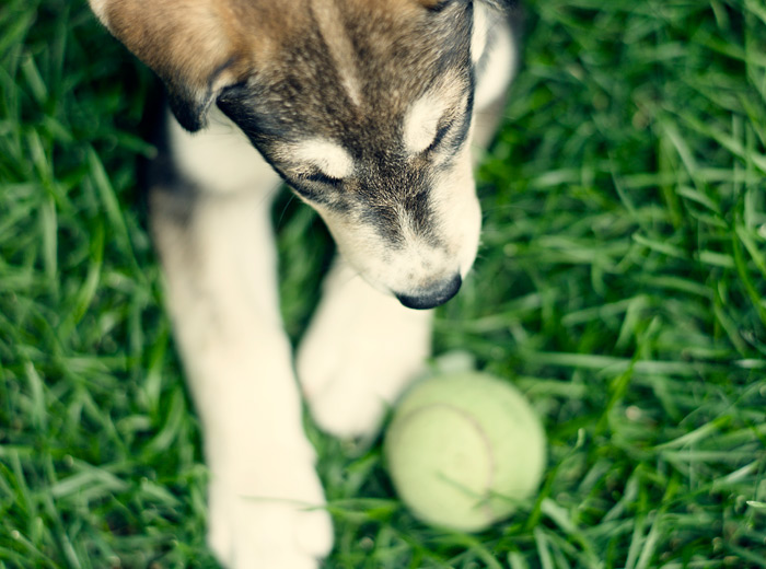 电话炸弹短信业务