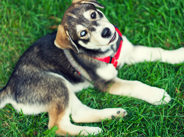 呼死你在线免费试用