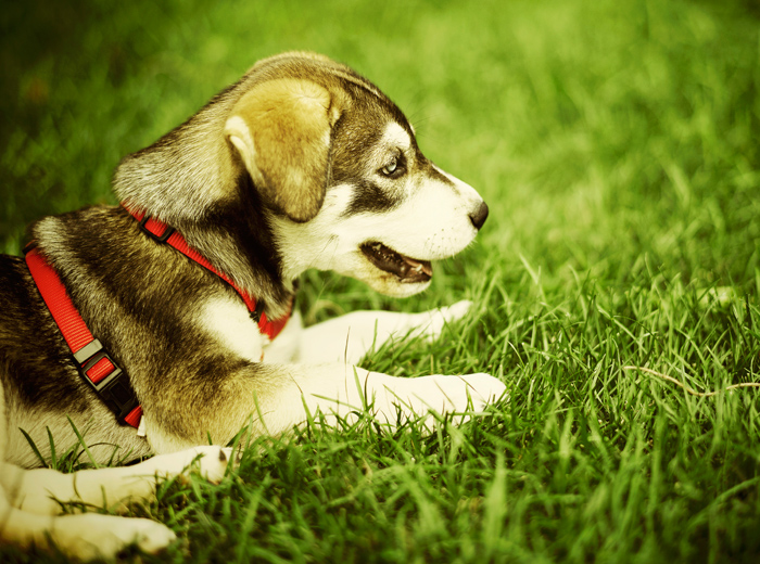 电话呼叫轰炸app