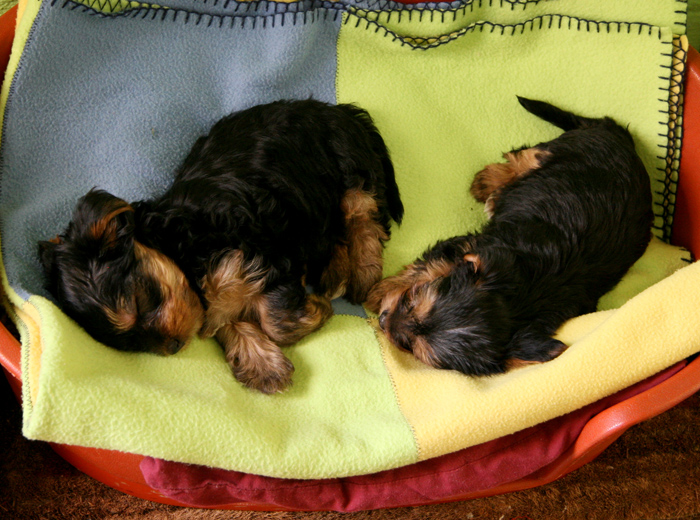 电话炸弹短信业务