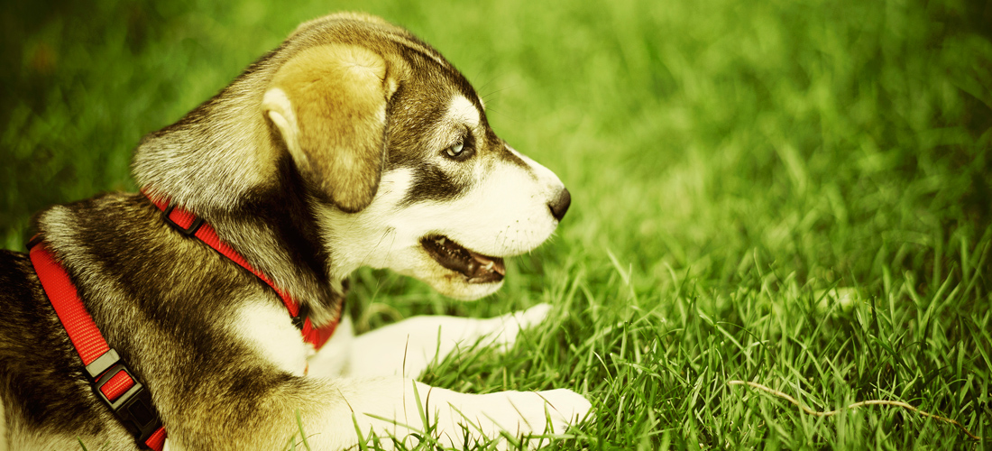 在线接收云短信验证码