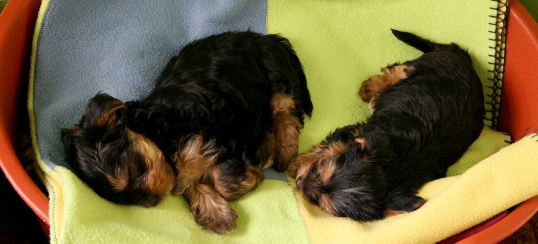 在线短信轰炸网页版